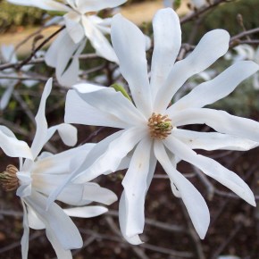 L’arbusto della magnolia stellata